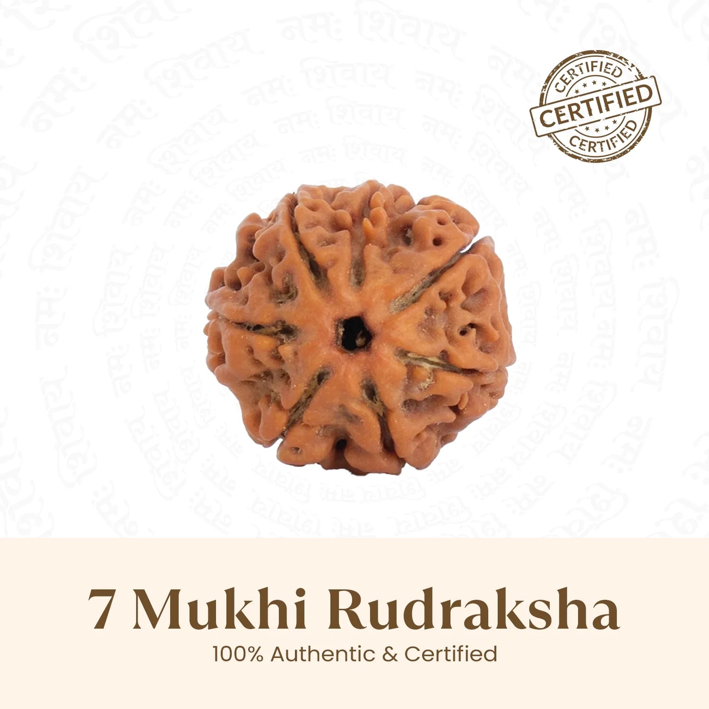 Nepal Origin 7 Mukhi Rudraksha -  18mm - 22mm