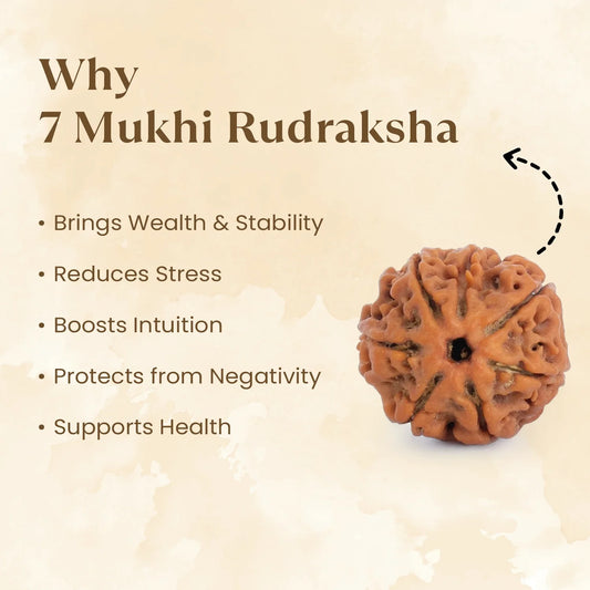 Nepal Origin 7 Mukhi Rudraksha -  18mm - 22mm