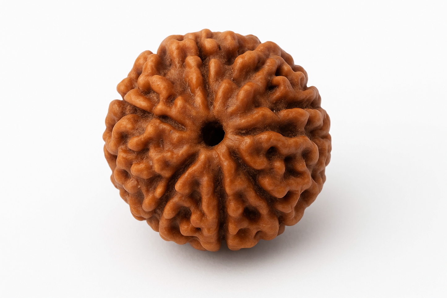 Original 5 Mukhi Rudraksh – Lab Certified & Energized