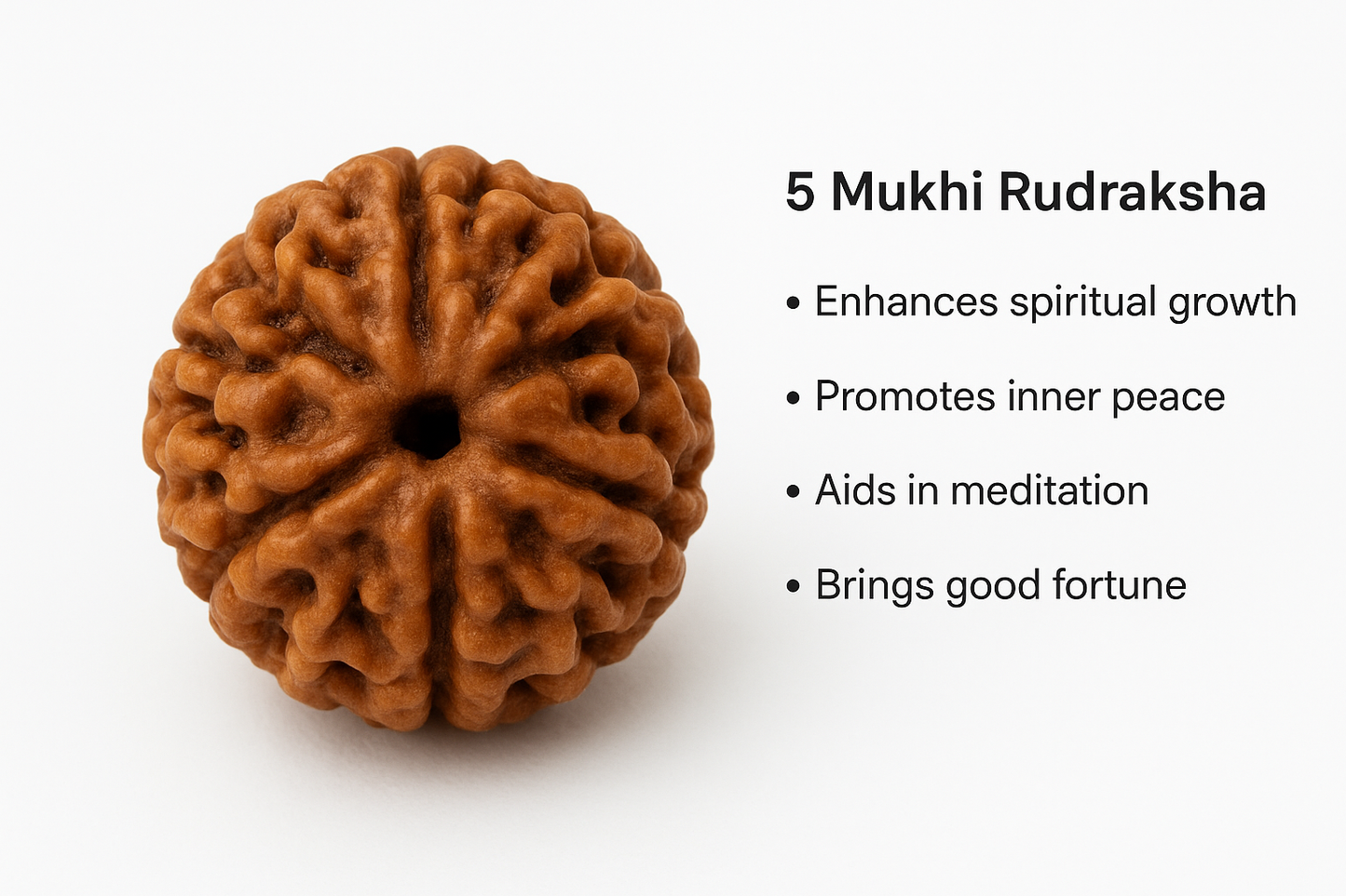 Original 5 Mukhi Rudraksh – Lab Certified & Energized