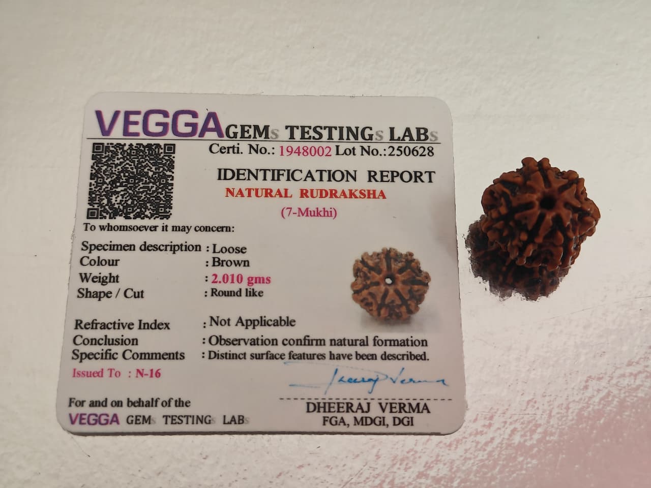 Nepal Origin 7 Mukhi Rudraksha -  18mm - 22mm