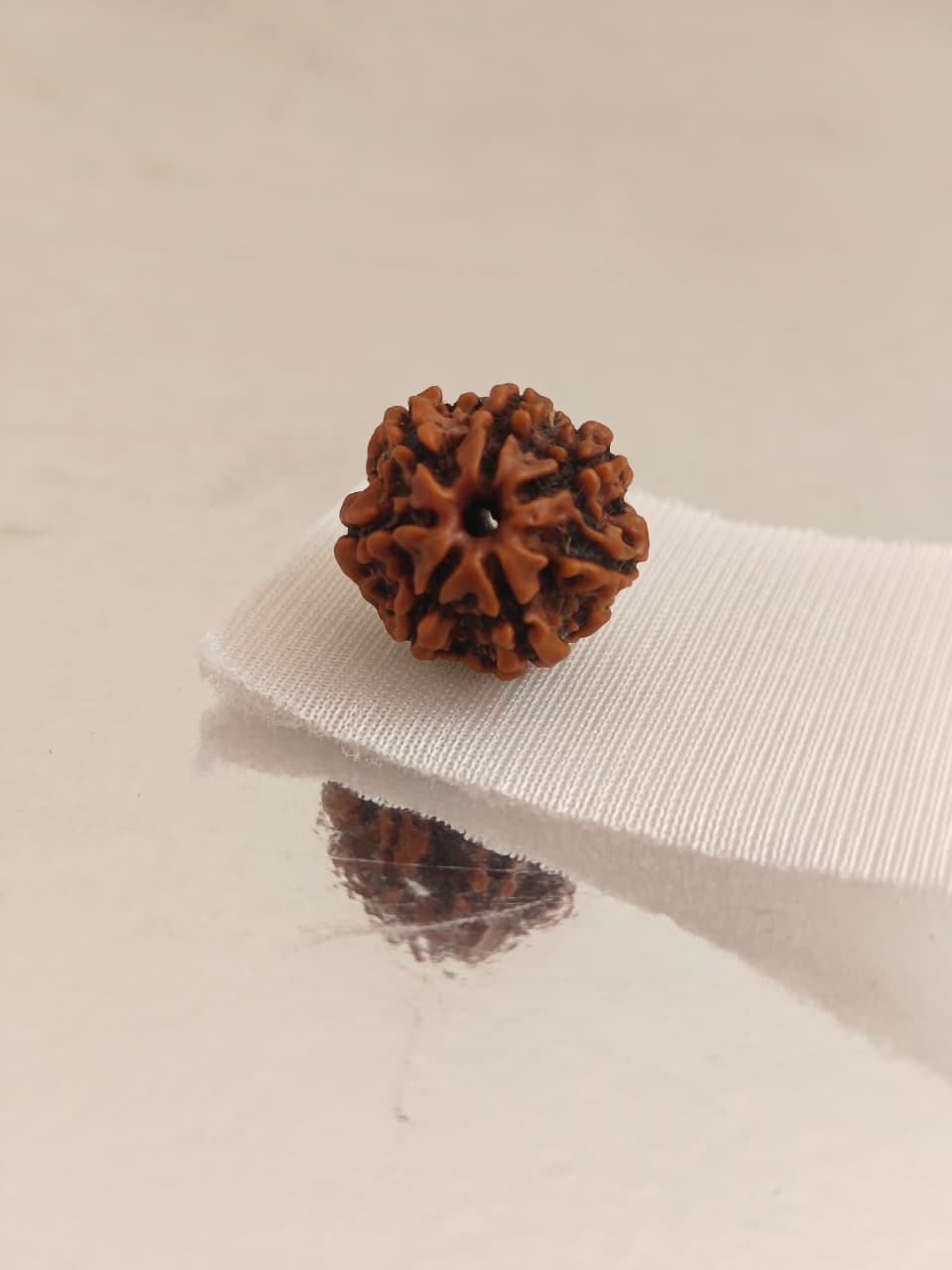 Nepal Origin 7 Mukhi Rudraksha -  18mm - 22mm