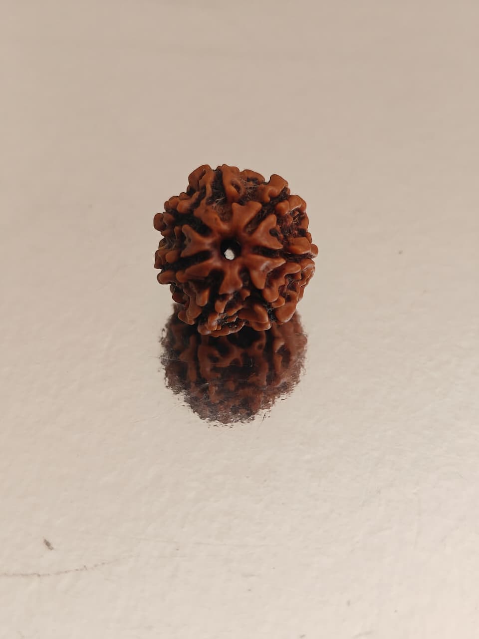 Nepal Origin 7 Mukhi Rudraksha -  18mm - 22mm