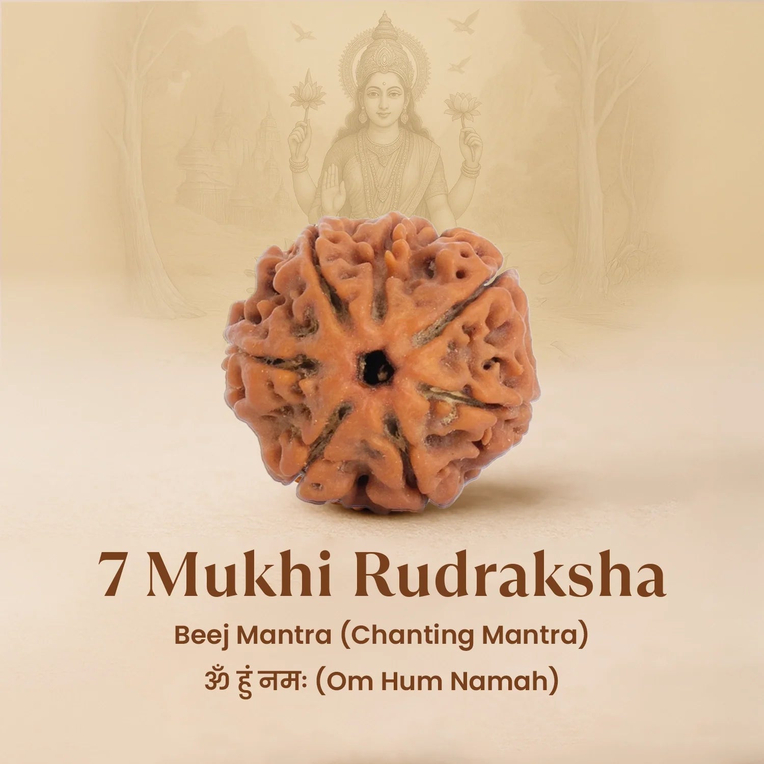 Nepal Origin 7 Mukhi Rudraksha -  18mm - 22mm