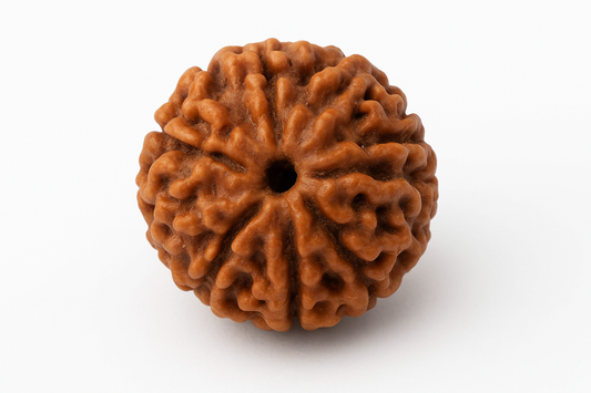 Original 5 Mukhi Rudraksh – Lab Certified & Energized